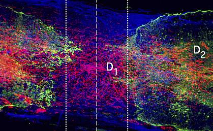 Microscope image of axons growing across a spinal cord injury