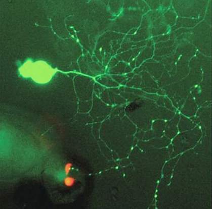 Neurons and enteroendocrine cells in culture