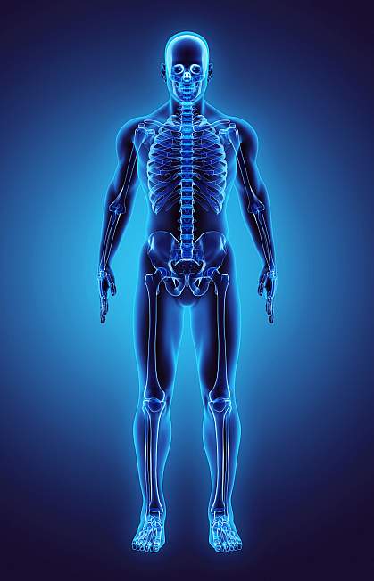 3D illustration of human skeleton