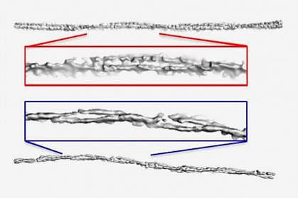 Alpha-synuclein fibrils from people with PD and MSA show different levels of twisting.