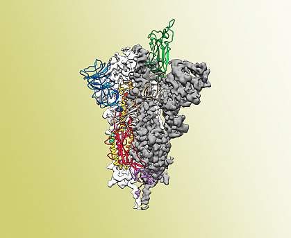 SARS-CoV-2 spike protein