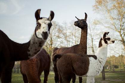 Llamas on farm