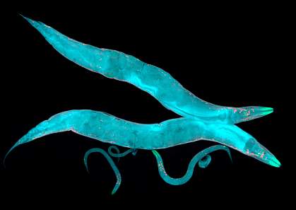 Caenorhabditis elegans