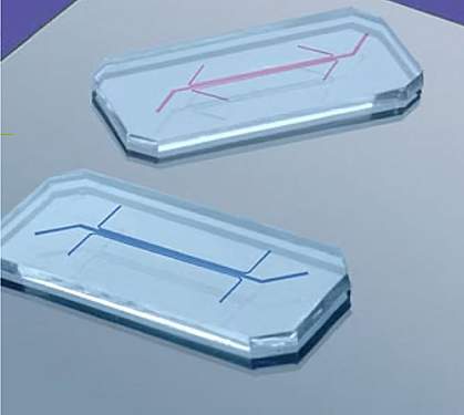 Lung alveolus chips Lung alveolus chips
