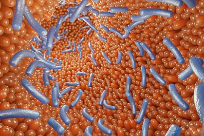 3D illustration of human intestine with bacteria 3D illustration of human intestine with bacteria