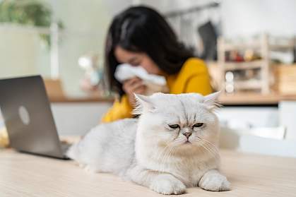 Woman sneezing near furry cat Woman sneezing near furry cat