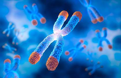 Illustration of X-shaped chromosomes with telomere caps at the end of each arm.