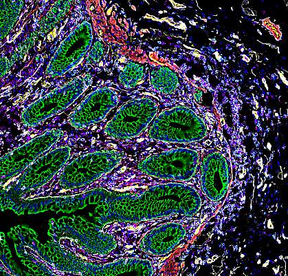 Cross section of human intestinal cells.