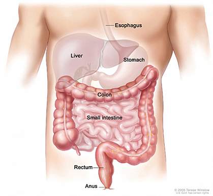 Illustration of the human colon.
