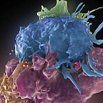 HIV infected and uninfected immune cells interact