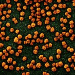 Novel Coronavirus SARS-CoV-2