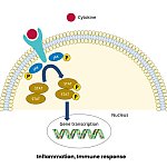 Jak Mechanism