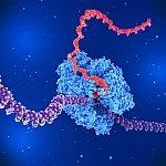 An illustration of an enzyme unwinding a DNA strand to produce an RNA strand.