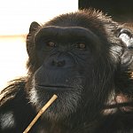 Image of a chimp