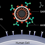 Image of an antibody binding to the surface of a virus