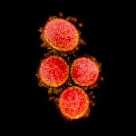 Novel Coronavirus SARS-CoV-2