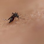 Aedes Mosquito