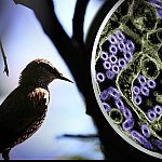 Photo of a wild bird. To the right is a colorized transmission electron micrograph of H5N1 virus particles (purple).