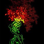 B-12 antibody in contact with a critical target on HIV gp120