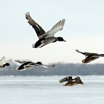 Waterfowl flying over a lake