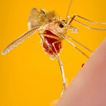 Photo of a sandfly