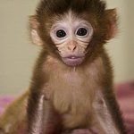 Photo of a baby monkey