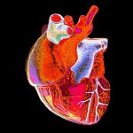 Digitally enhanced photograph of a human heart