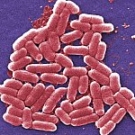 A group of bacteria