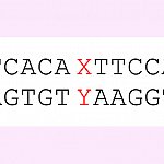 Genetic sequence with multiple A-T and G-C pairs interrupted by one X-Y pair.