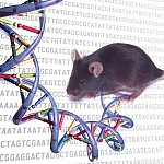 Mouse and DNA sequences.