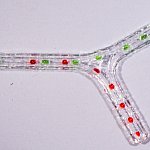 3-D printed nerve scaffold with two branches.