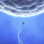 Sperm approaching an egg.