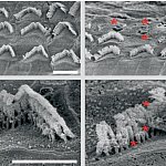 Scanning electron micrograph images show straight rows of hair-like structures in treated ears and disorganized ones in untreated ears.