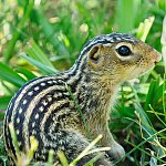 Close-up of 13-lined ground squirrel.