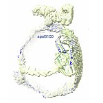 Illustration shows apoB100 has a ladder-like belt and an overall rounded structure that enables it to hold a cargo of lipid.