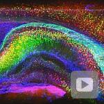 20130422 3-D analysis of intact mouse hippocampus